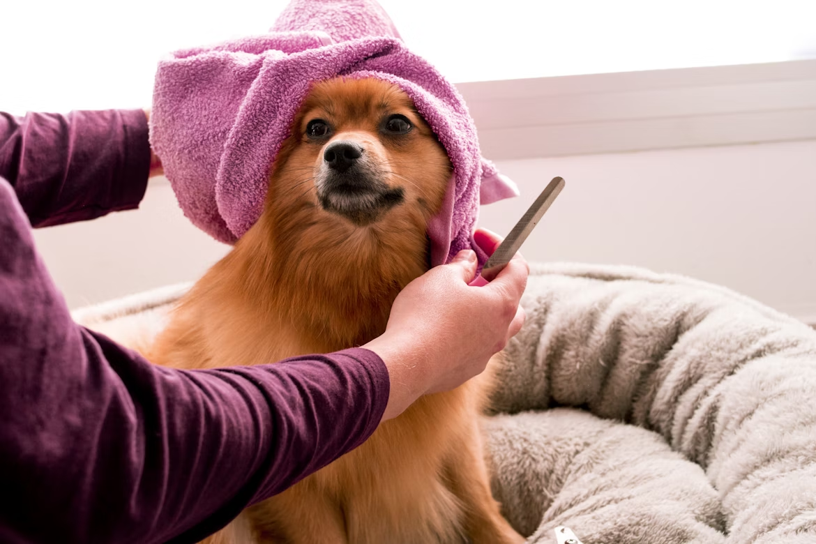 Pet owner grooming their dog at home to reduce pet care expenses